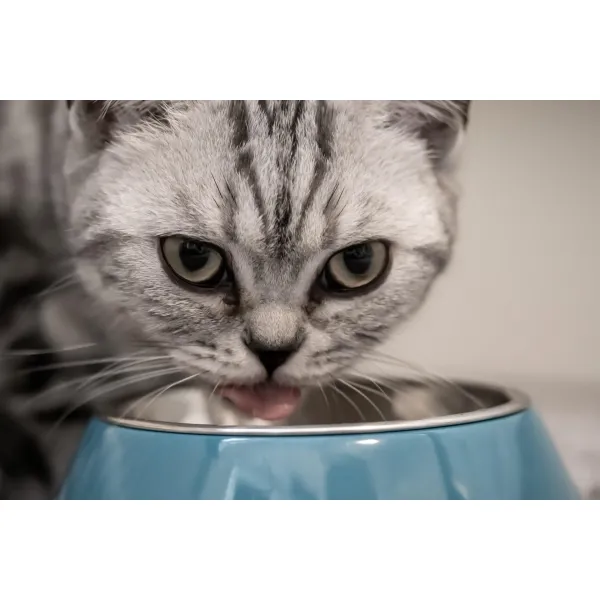 Miau Miau Hrana pentru pisici cu carne de curcan in sos 100gr ( plic ) - image 2