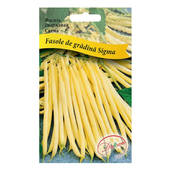 Seminte Fasole Sigma galbene creion Maxi 20gr - image 1