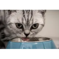 Miau Miau Hrana pentru pisici cu carne de curcan in sos 100gr ( plic ) - thumbs image 2