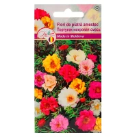 Seminte Flori de piatra amestec 2gr - thumbs image 1