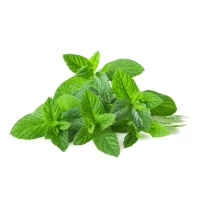 Fresh Menta 50 gr - thumbs image 2