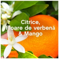 Lenor Balsam de rufe 1.2 l Fragrance Therapy Orange & Verbena, 48 spalari - thumbs image 5