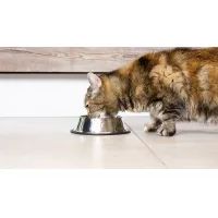 Miau Miau Hrana pentru pisici cu carne de pui si ficat in sos 100gr ( plic )
