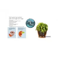 Ghiveci Latina cu sistem de auto-udare 5.6 L Crem - thumbs image 2